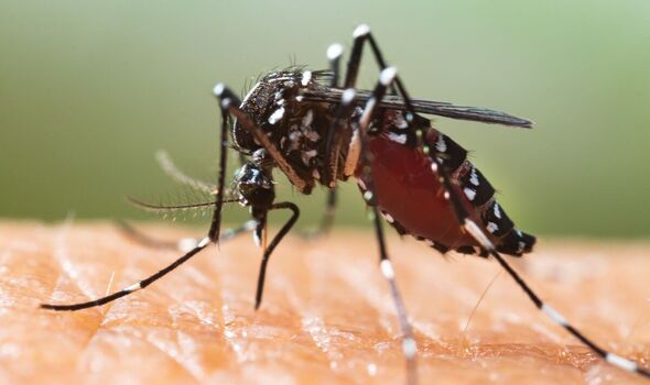 Mali Warns of Dengue Outbreak Resurgence as Cases Spike Dengue is a viral infection transmitted to humans through the bite of infected Aedes mosquitoes. It commonly causes high fever, severe headache, joint and muscle pain, and rash.