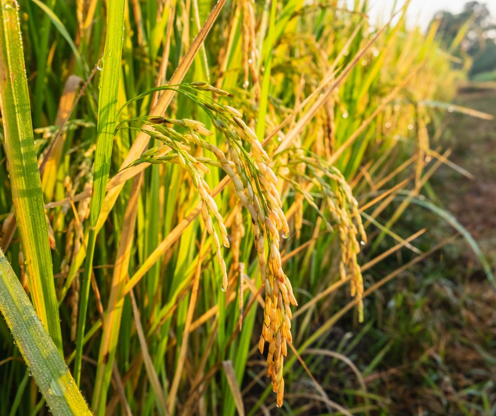 REWARD is aimed at enhancing local rice production and processing competitiveness.