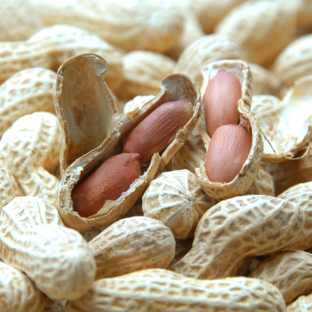 Gambia Disburses Over $24 Million to Purchase Groundnuts for 2025/2026 Trade Season The groundnut sector in The Gambia generated more than GMD 648 million in revenue and $9.2 million in foreign exchange earnings during the 2024/2025 agricultural season, according to the Ministry of Agriculture, Livestock and Food Security.
