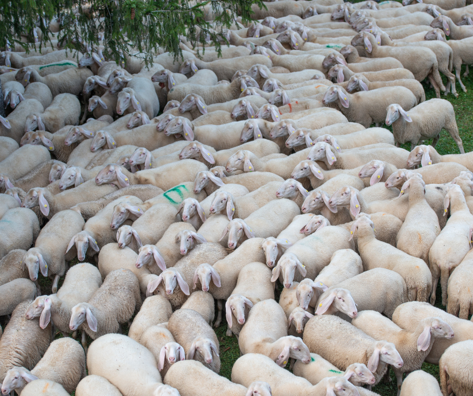 Gambia Parliament Pushes for Comprehensive Transhumance Policy Transhumance, the seasonal movement of livestock and herders, has long been practiced in The Gambia, especially during the dry season, as a means for pastoralists to access water and grazing lands.